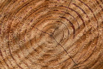 Fototapeta premium Holz