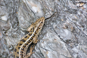A lizard sitting on a rock warming up for the activities of the day.