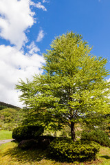 Obraz premium 初秋の公園のシナノキ