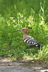 Nice bird with crest Hoopoe (Upupa epops)