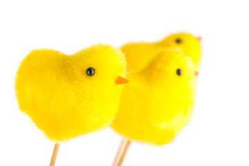 Easter yellow chick, isolated on white background, shallow depth