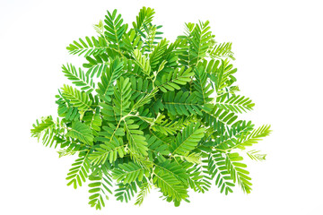 Fototapeta premium top view of group of new born from tamarind seed on white background (Tamarindus indica L., FABACEAE )