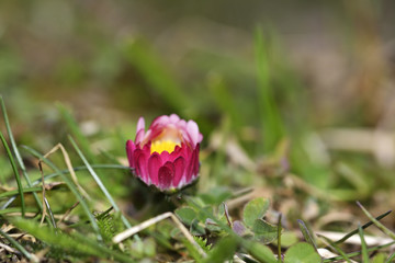 bellis perennis, daisy © brszattila