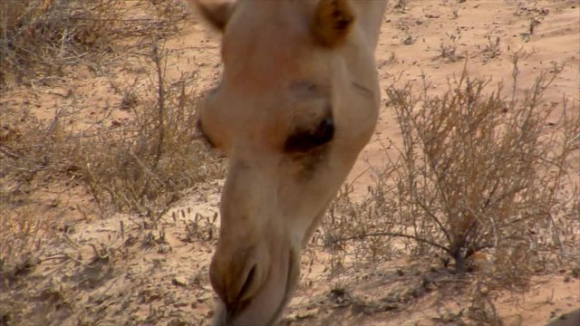 10242 dromedary eat close 01
