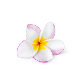 Obraz na płótnie Canvas Closeup Plumeria pink and white color on white background