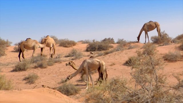 10245 dromedary kiss in desert
