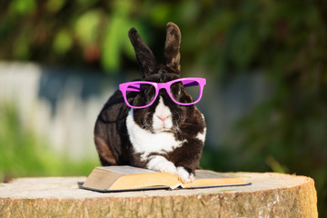 funny rabbit in glasses reading a book © otsphoto