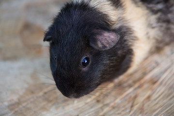 adorable guinea pig outdoors