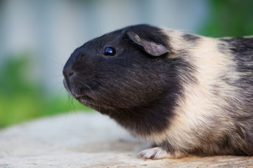 adorable guinea pig outdoors
