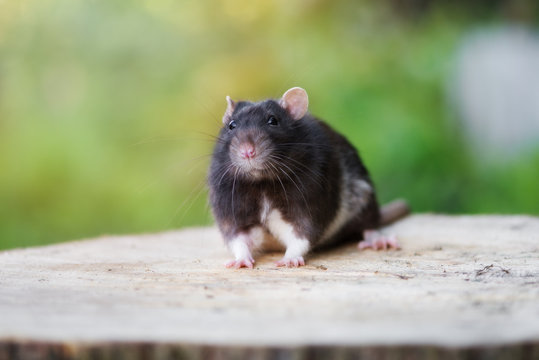 black pet rat portrait outdoors