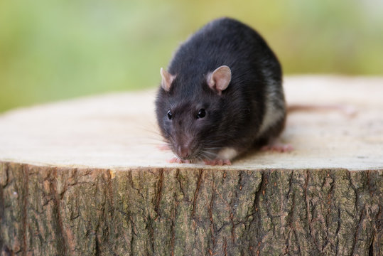 adorable pet rat posing outdoors