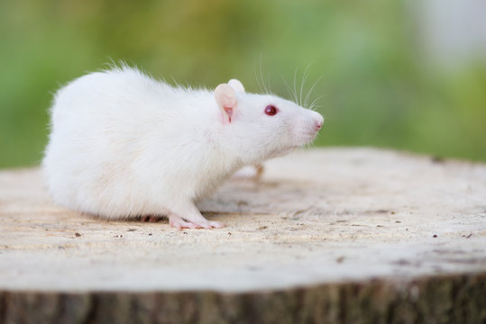 adorable pet rat posing outdoors