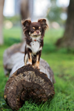 Brown Chihuahua Dog Posing Outdoors