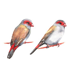 Hand-drawn watercolor illustration - a couple of the red-browed finches on the branch. Wild colorful bird drawing. Nature isolated illustration