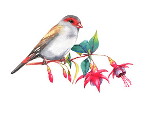 Hand-drawn watercolor illustration of the red-browed finch on the branch of fuchsia flowers. Wild colorful bird drawing. Nature isolated illustration - 120474948