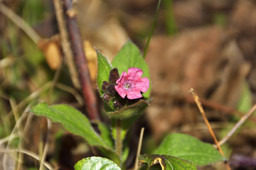 Obraz premium lungwort (Pulmonaria officinalis)