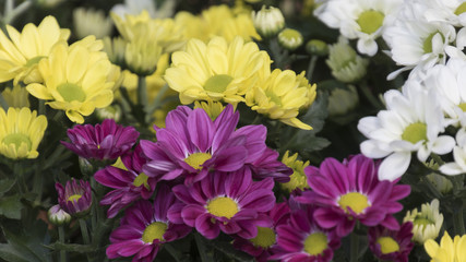 chrysanthemums in the garden