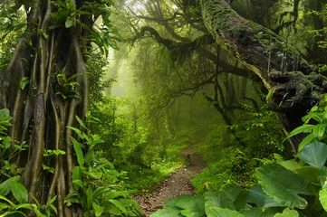 Gardinen Thailand-Dschungel mit © quickshooting