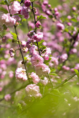 Cherry blossoms on a branch in the sunshine. Tonning photo