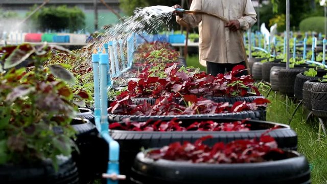 A man watering to amaranth vegetable in garden