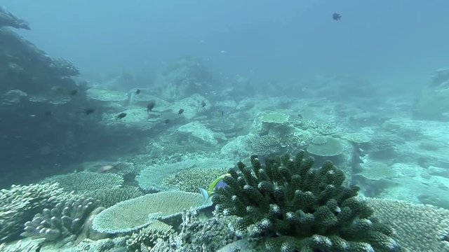 Coral reef and tropical fish at Seychelles, Indian Ocean