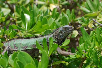 American Iguana in Shrubs