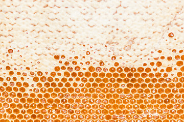 Пчелиный мед в сотах