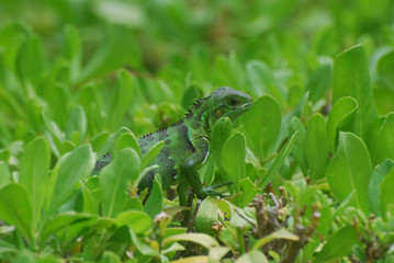Green American Iguana in Shrubbery