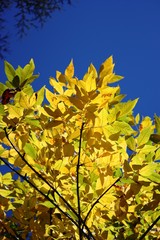 Golden color game in autumn