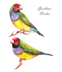 Hand-drawn watercolor illustration of the couple Gouldian finches. Isolated birds drawings. Set of colorful decorative finches.