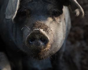Closeup of a pig snout