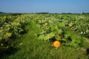 Large vegetable field with pumpkin in summer
