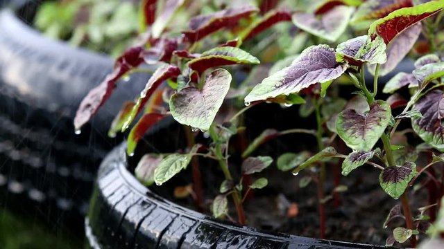 Fresh Red spinach or red amaranth in organic vegetable farm
