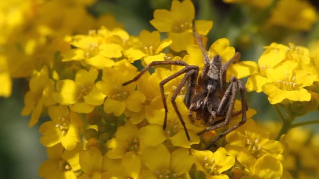 Nursery web spider (Pisaura mirabilis) when eating a captured fly on a flower