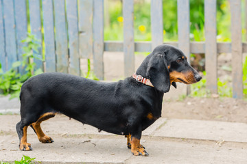 Black Dachshund. An adult dog. The view from the side. age 2 yea