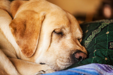 Labrador is sleeping on bed.