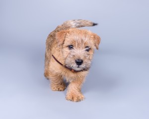 Dog on background. taken in a studio.