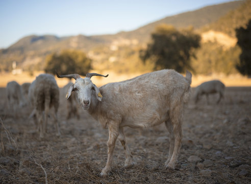 Goats in Turkey. Eid al Adha