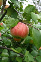 Fesh red apples on a tree 4