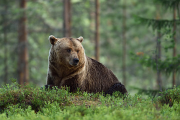big male brown bear resting in forest