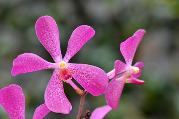 Beautiful purple orchid, phalaenopsis.