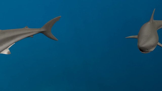 many white shark swimming underwater, 3d animation