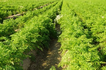 Vegetable field with carrots 