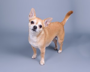 Dog on background. taken in a studio.