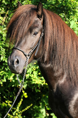 Obraz premium Islandpferdehengst