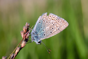 Plebejus idas, Idas Blue, is a butterfly in the family Lycaenidae. Beautiful butterfly sitting on stem.