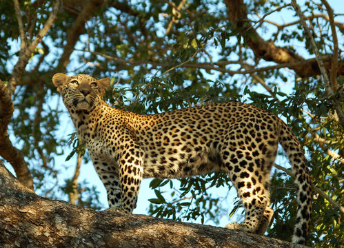 Leopard