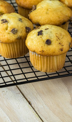 Mini chocolate chips muffins.
