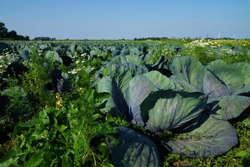 Vegetable field with cabbage plants under blue sky 