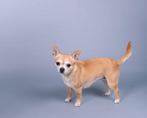 Dog on background. taken in a studio.